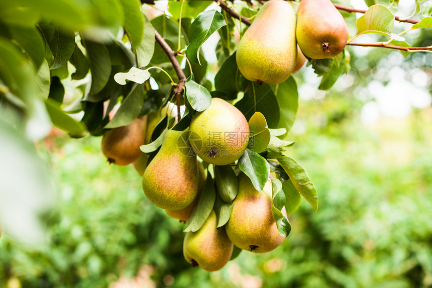 树上的梨子生产生物学蓝色茶点季节生长叶子植物农场饮食图片