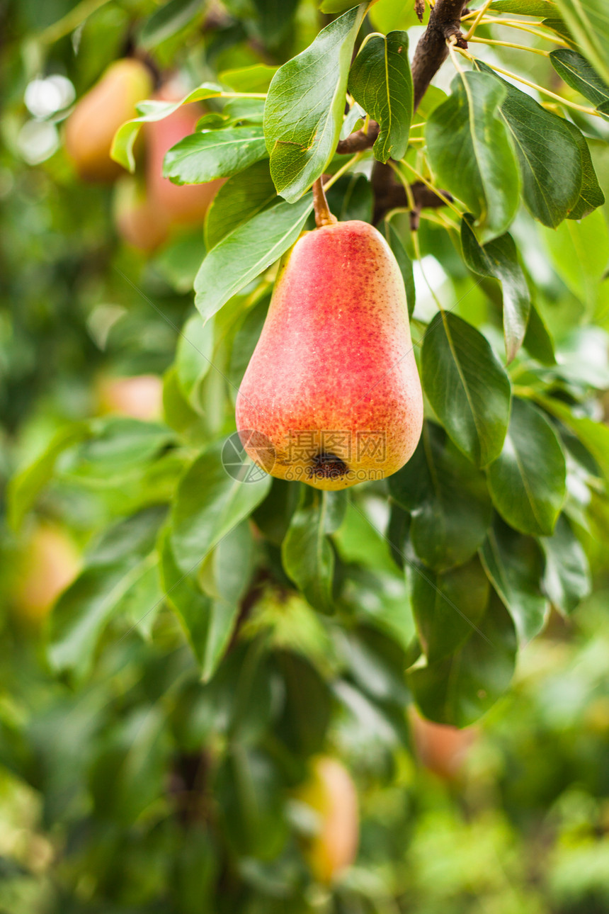 树上的梨子茶点园艺收成水果生长生物学生产树叶植物蓝色图片