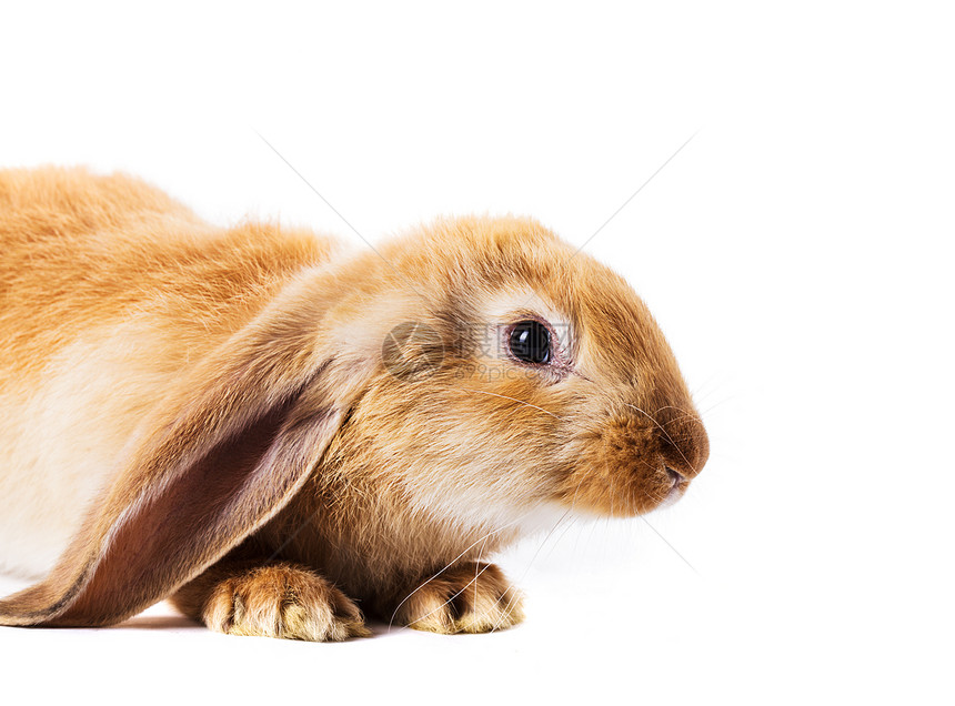 可爱的红兔子白色野兔兔子橙子宠物动物红色棕色毛皮生活图片
