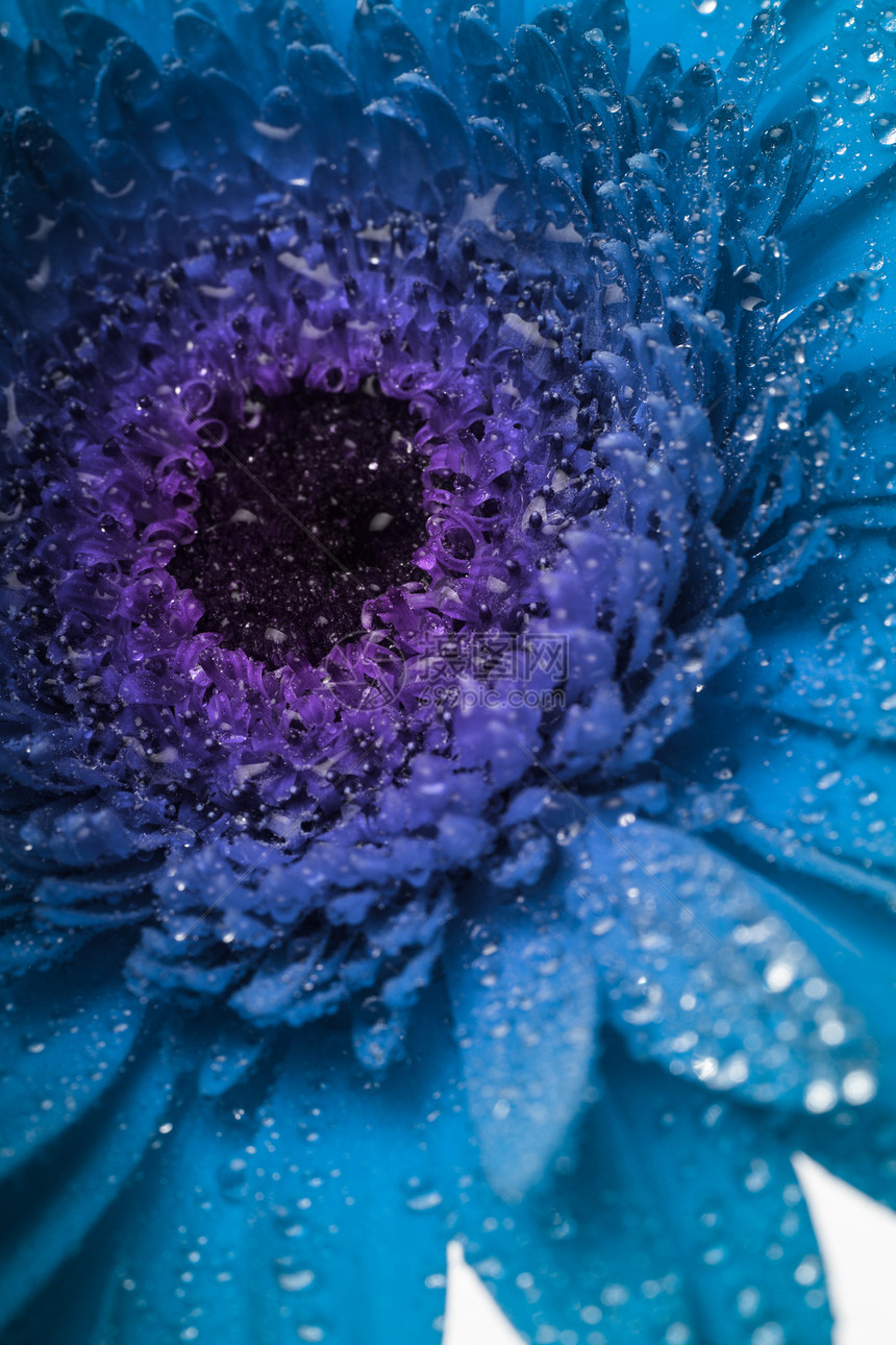 蓝斑草蓝宏观花瓣格柏雏菊花园植物学植物蓝色紫色植物群图片