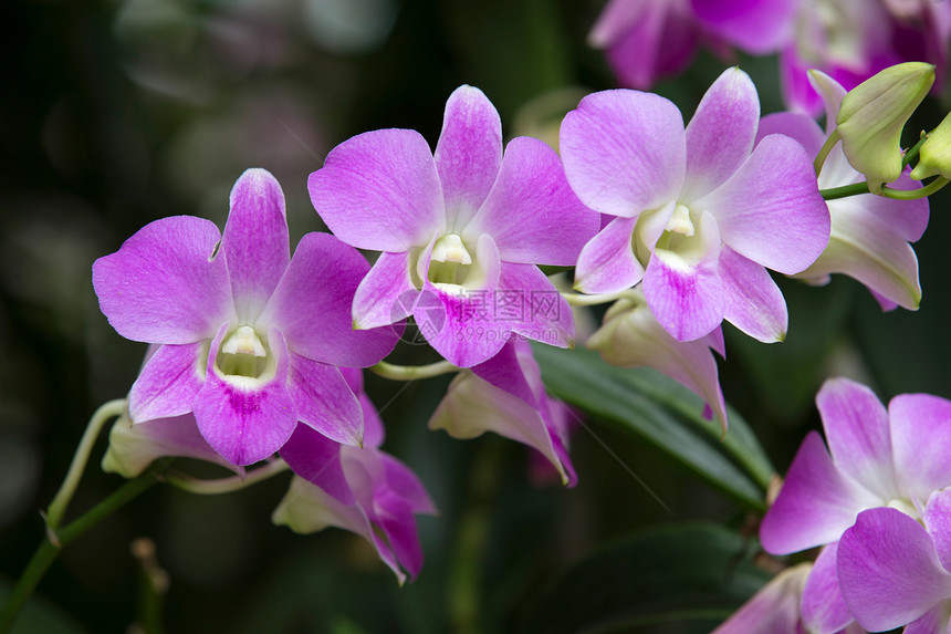 兰花花园阳光脆弱性白色植物群生长热带紫色礼物黄色图片