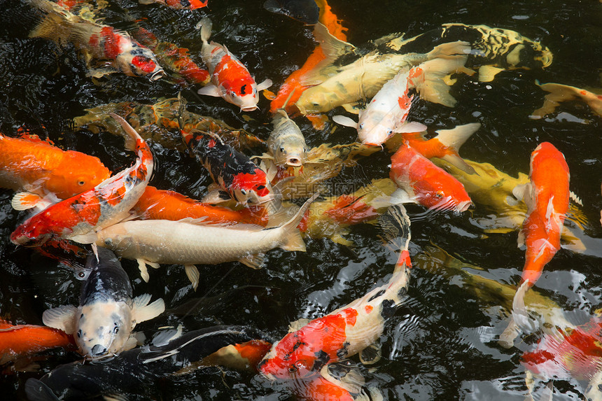 鱼类闲暇食物池塘动物群生态钓鱼收成栖息地鲤鱼生物图片