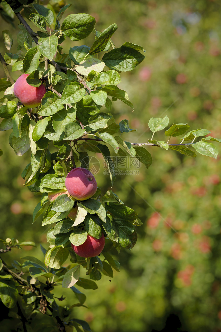 一棵苹果树的碎片 上面有叶子和红苹果图片