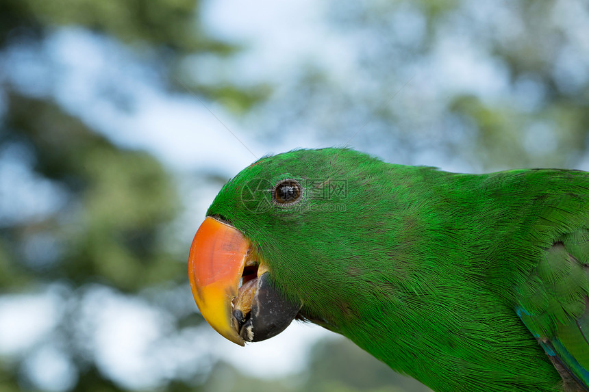鹦鹉鸟类动物丛林眼睛红色野生动物蓝色动物园动物群绿色图片