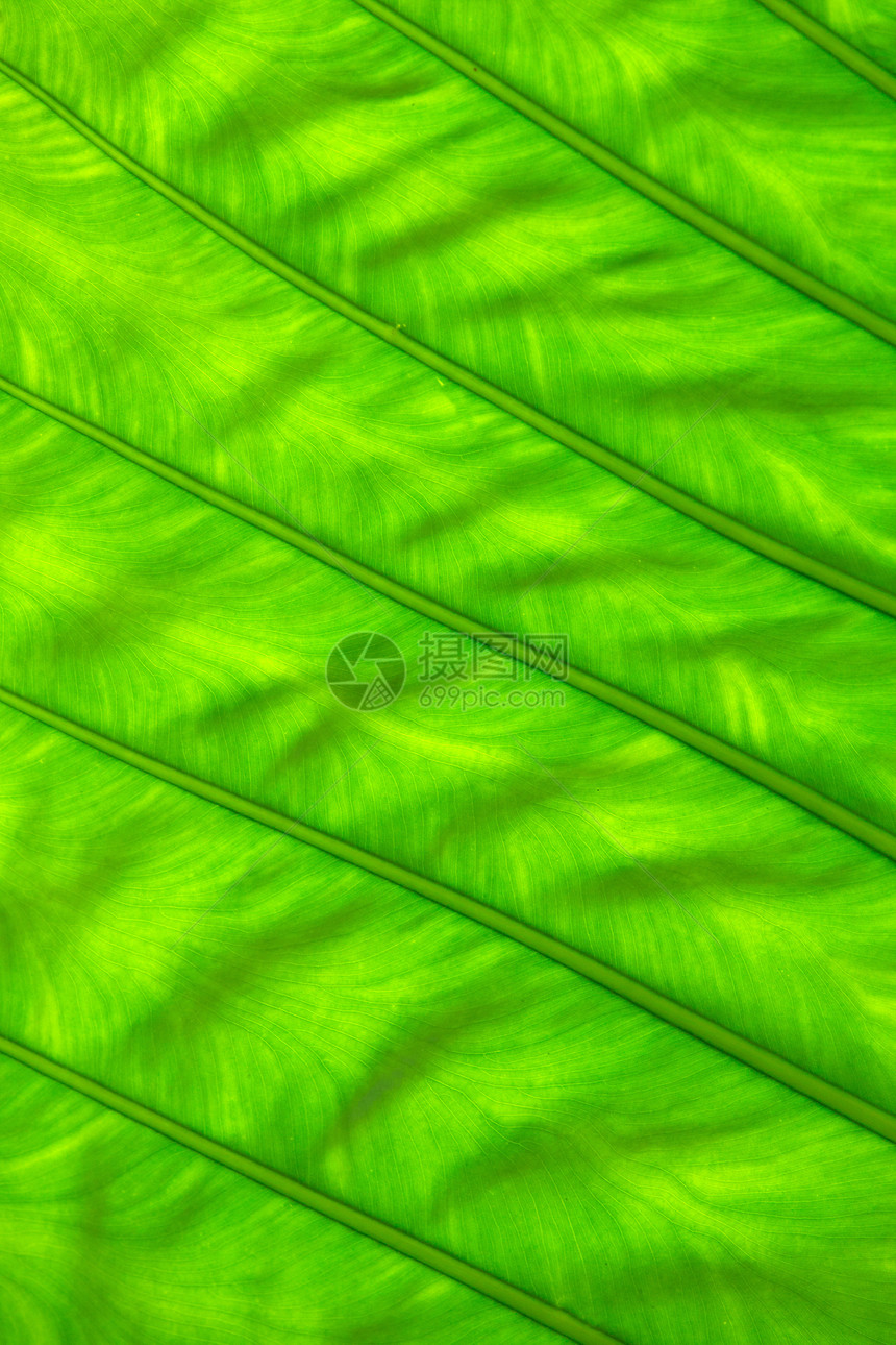 绿叶植物群植物环境黄色静脉生活植物学叶子绿色宏观图片