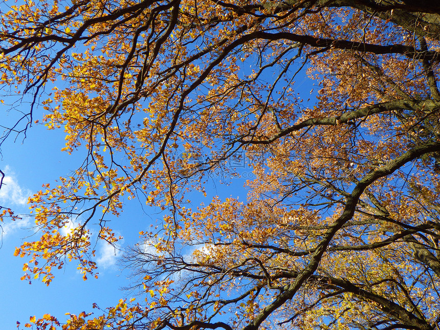 秋季背景叶子活力公园太阳绿色晴天森林植物树木棕色图片