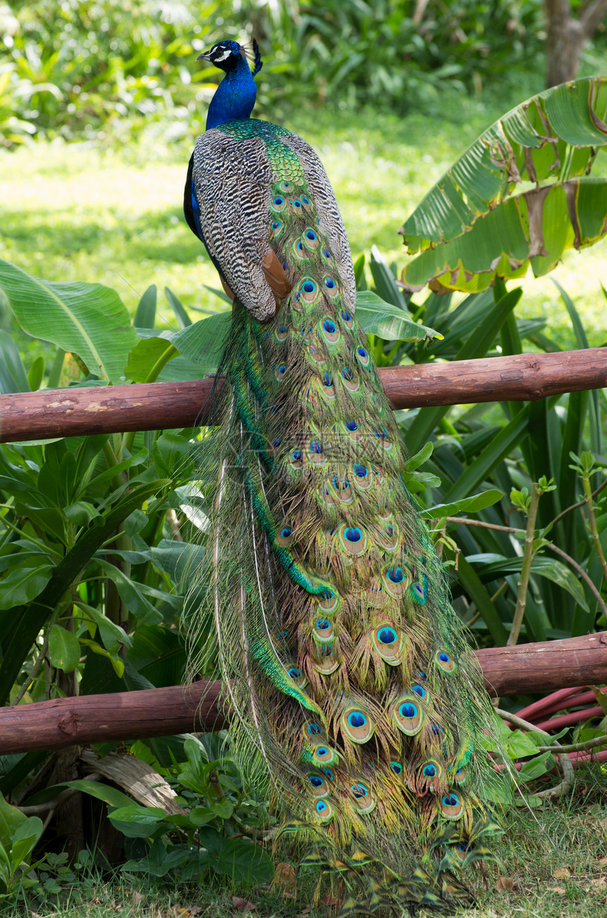 孔雀羽毛展览脖子公鸡绿色水平活力仪式野生动物跳舞图片