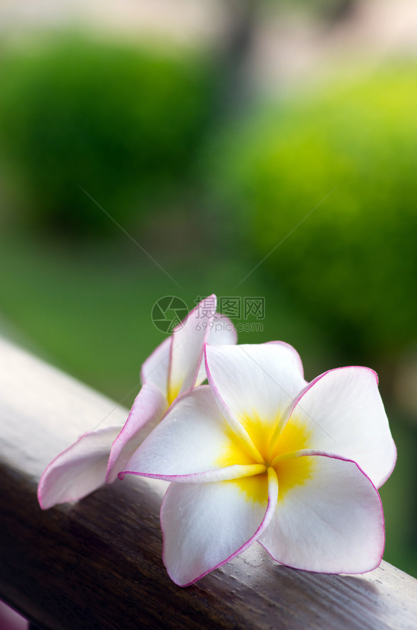 弗朗比帕尼花朵公园绿色花瓣热带温泉植物学季节性环境花园植物图片