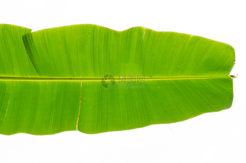 绿香蕉叶热带生长墙纸绿色植物光合作用绿色植物叶子植物学美丽图片