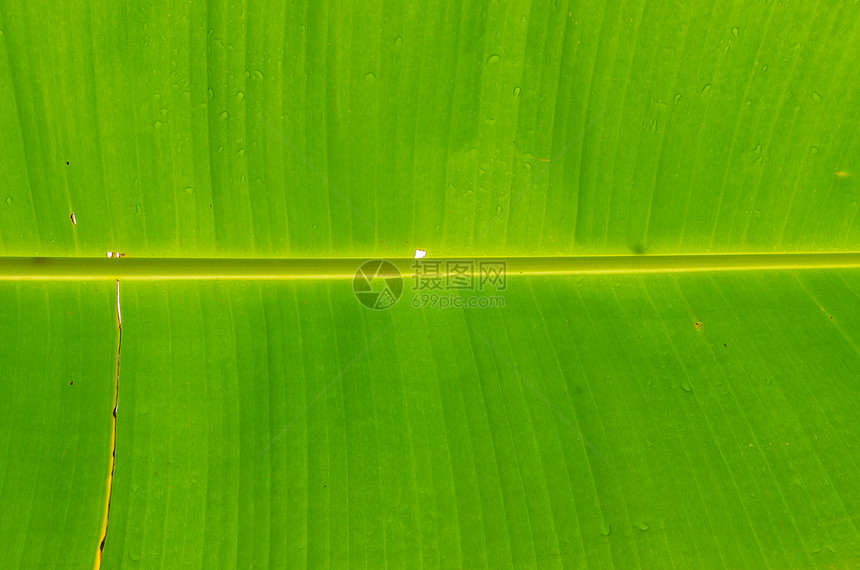 新鲜绿色绿香蕉叶墙纸生长庄稼绿叶香蕉花园农场农业叶绿素植物学图片