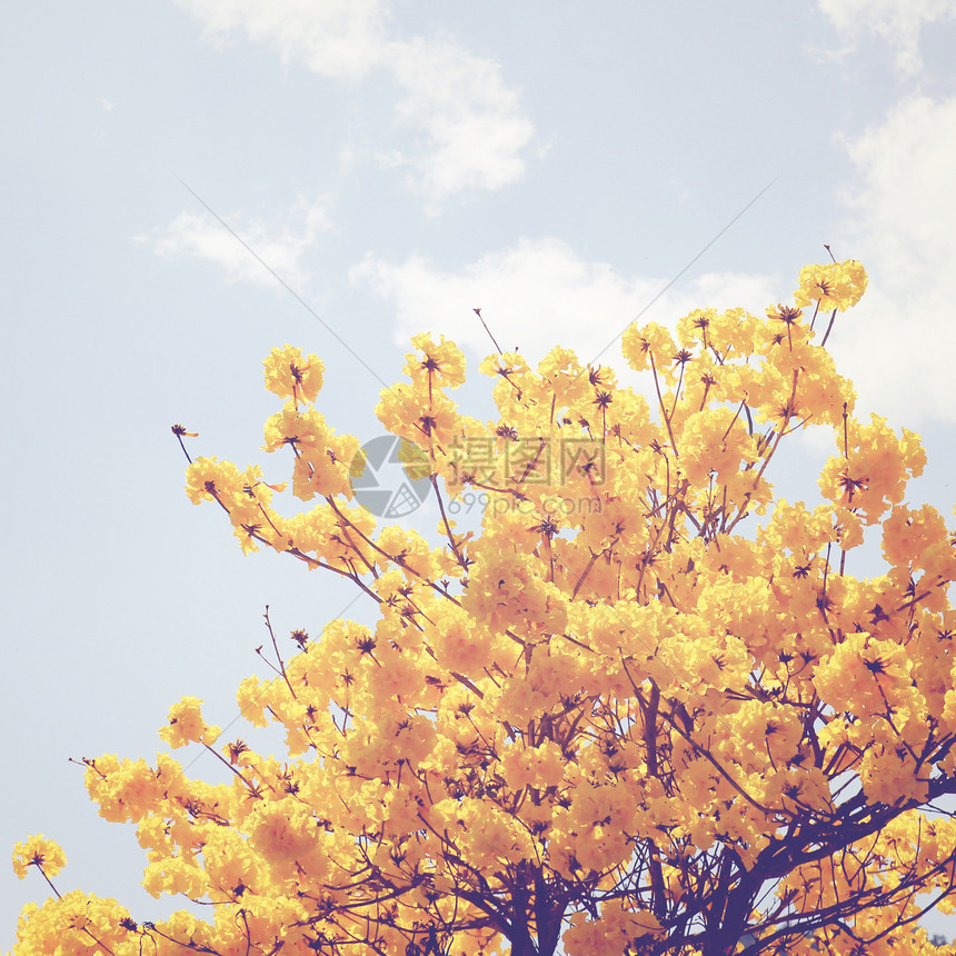 树顶上黄色花朵 具有反转过滤效果生活叶子正方形植物季节乡愁公园阳光植物群天空图片