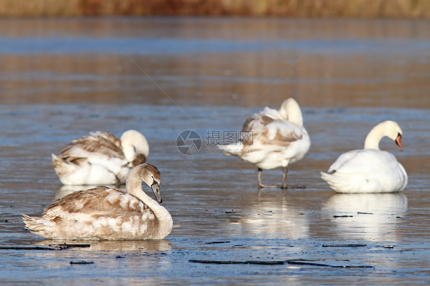 冰上无声天鹅的家族图片