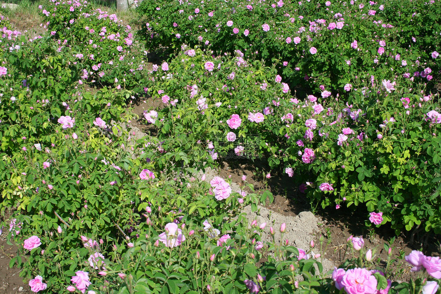 花园美丽的粉色玫瑰场地展示天空植物花坛季节花瓣荒野蓝色生活图片