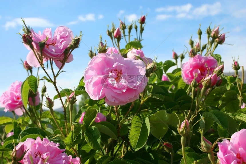 花园美丽的粉色玫瑰花束场地花瓣蓝色花坛植物展示荒野生活季节图片