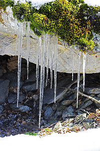 冬天苔藓森林中石头上挂着的冻冰棒冰柱季节水晶白色冻结天气植物绿色岩石苔藓背景