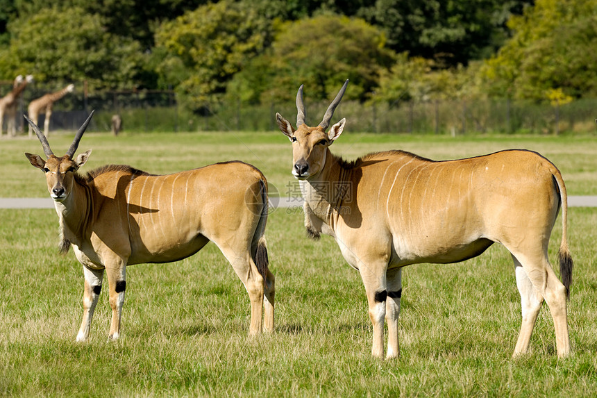 两只羚羊正站在绿草上 看着图片