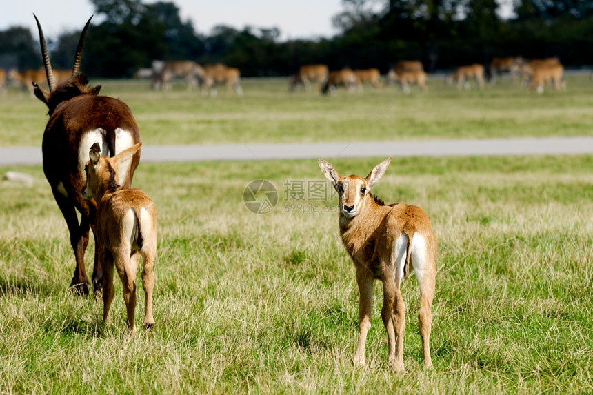 羚羊正站在绿草上荒野团体家庭绿色婴儿棕色警报食草夫妻哺乳动物图片