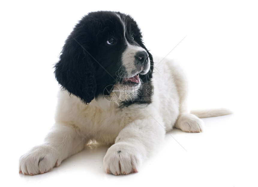 陆地寻猎小狗宠物犬类动物工作室地主黑色白色图片