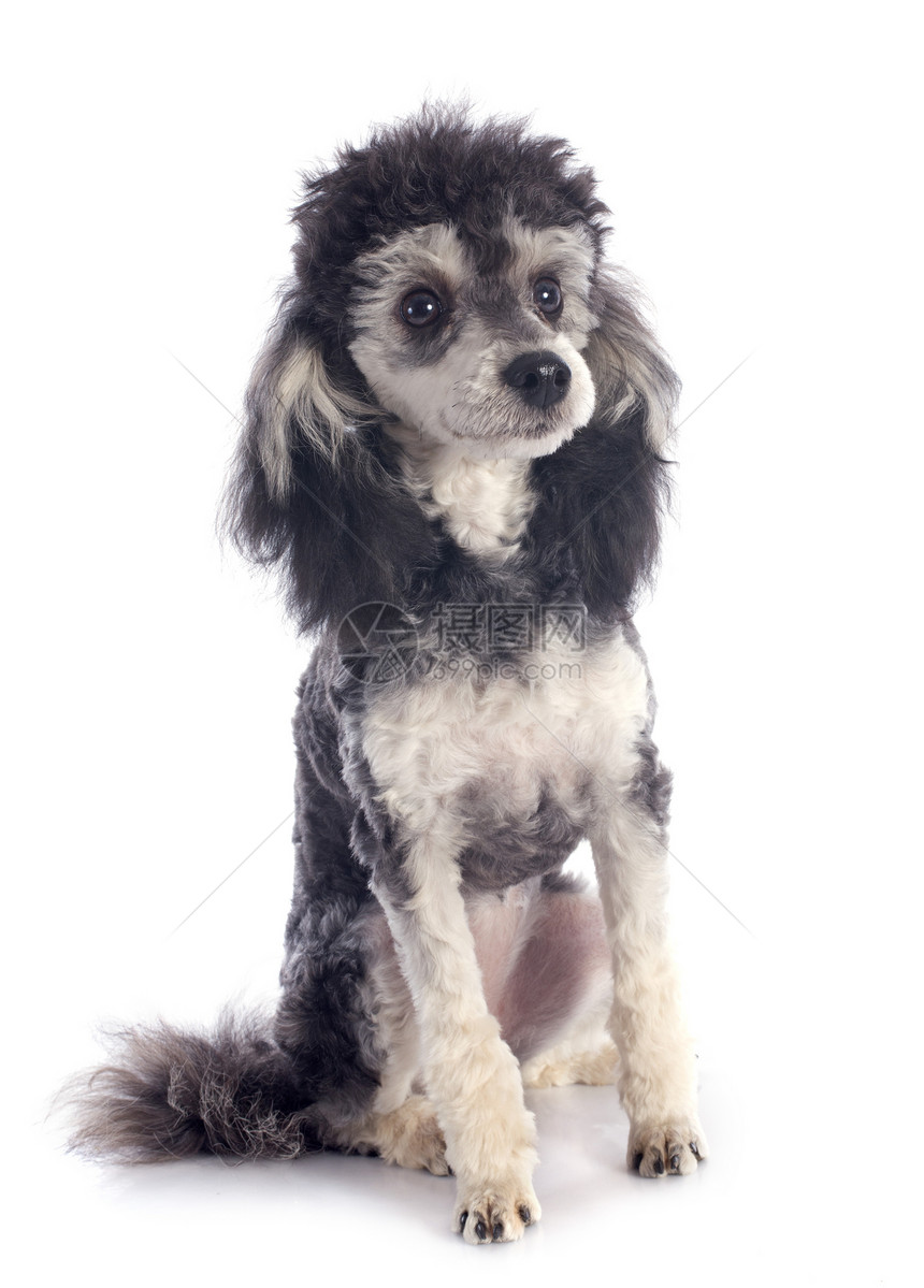 双彩小狗犬类工作室灰色黑色双色棕褐色女性哺乳动物白色图片