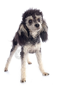 双彩小狗白色双色灰色哺乳动物女性工作室犬类黑色棕褐色背景图片