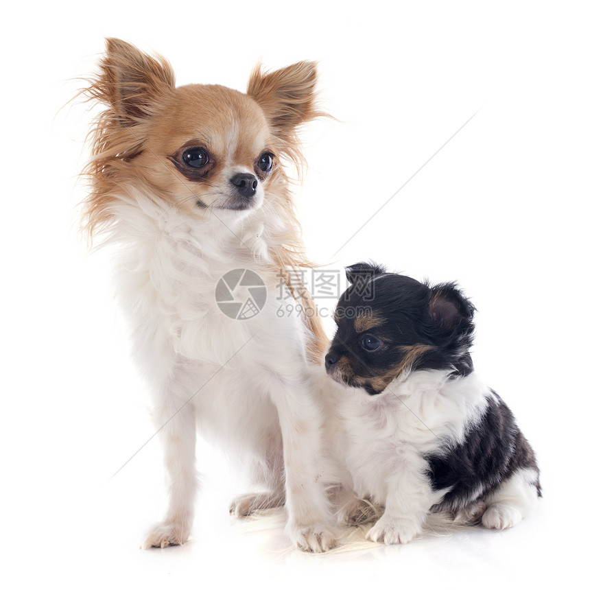 小狗和成年吉娃娃三色成人宠物白色工作室棕色母亲女性伴侣犬类图片