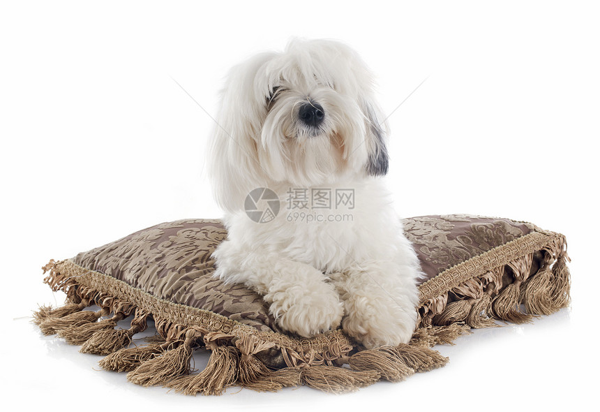 图利尔库顿动物宠物长发犬类软垫工作室白色图片