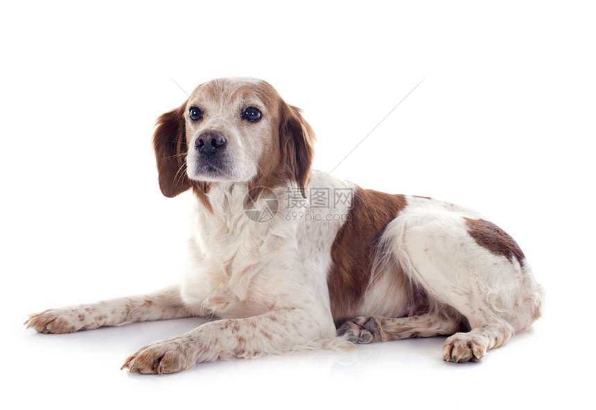 布里塔尼意大利语Name棕色女性猎犬宠物动物犬类白色猎狗工作室图片