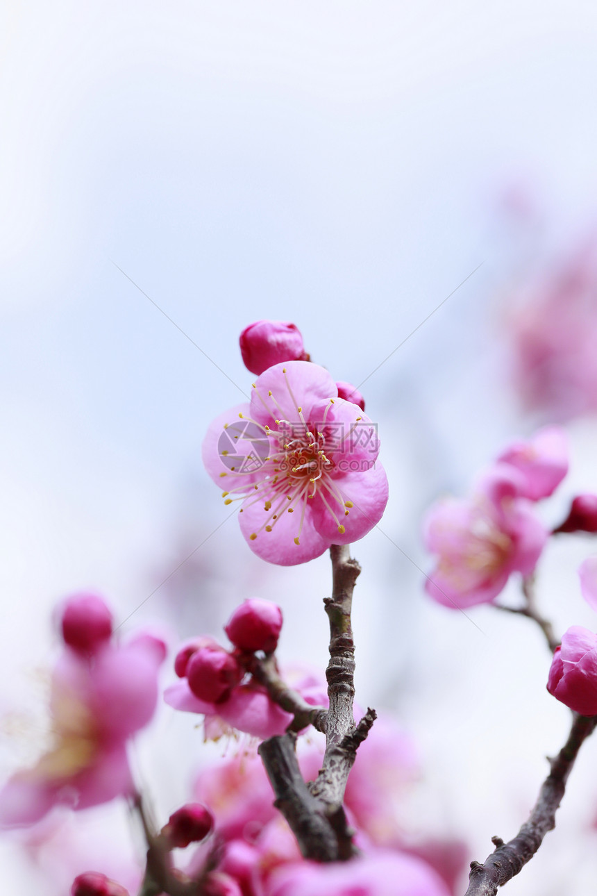 UME 日本羽花樱花公园蓝色旅行花瓣庆典白色梅花李子植物群图片