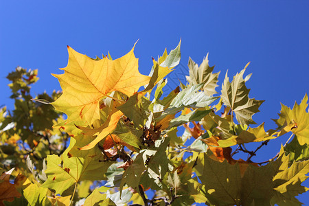 秋季假期落叶叶子树叶枫叶黄叶背景图片
