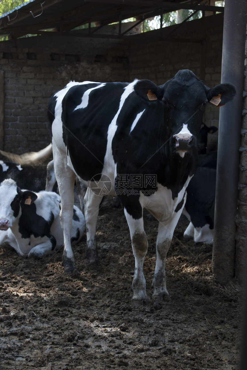 牲畜的果实牛奶孩子们配种食物粮食农场小牛农民库存牛棚图片
