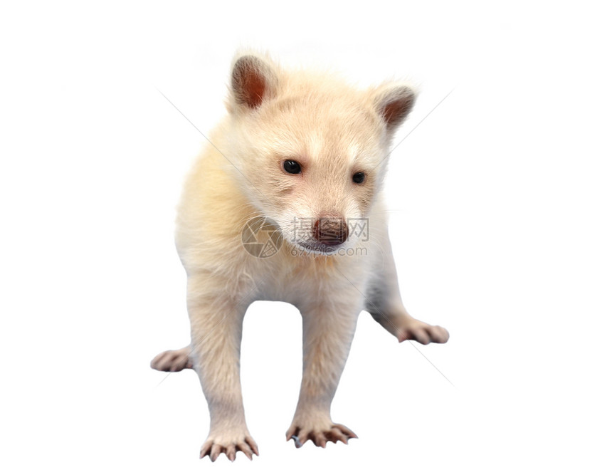 婴儿白白化病 浣熊哺乳动物幼兽白色生物猕猴桃工作室夜莺荒野动物图片
