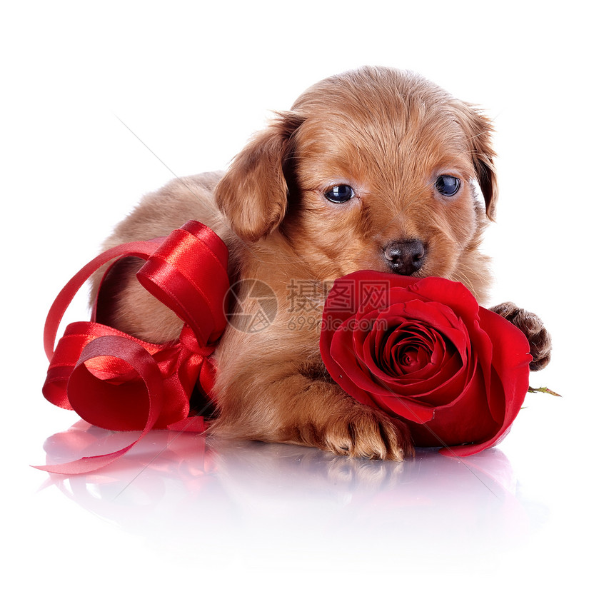 用红弓和玫瑰的狗狗贵宾朋友乐趣丝带犬类爪子友谊磁带毛皮宠物图片