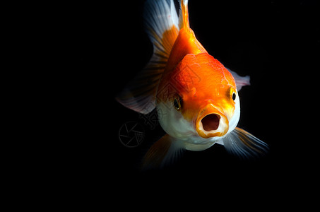 黑底金鱼运动家畜尾巴水平橙子黑色尾鳍家庭生活金子鱼缸背景图片