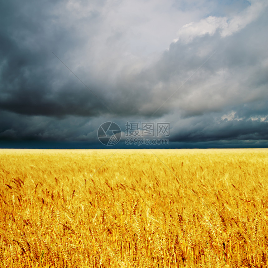 带大麦的黑云在地上图片