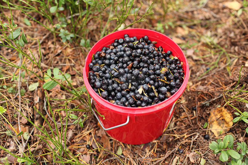 蓝莓桶收成森林食物晴天浆果水果图片