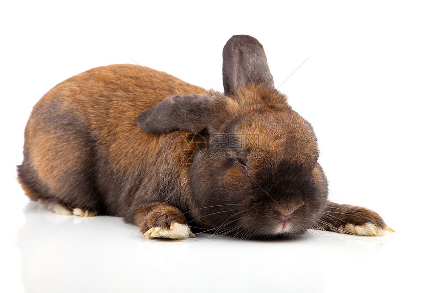 在白色背景上孤立的兔子宠物野兔胡须毛皮棕色动物乐趣耳朵图片