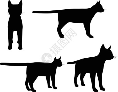 猫剪影猫集合矢量 silhouett收藏宠物草图插图阴影艺术剪影团体夹子女性设计图片