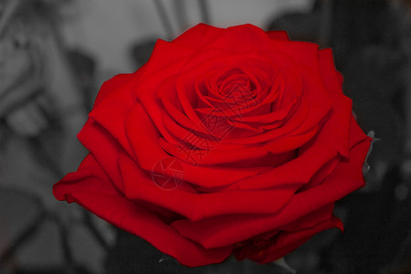 玫瑰名单红色糕点黑白血清背景图片