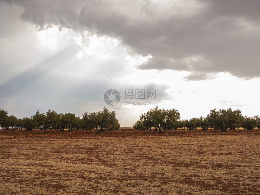 橄榄田 绿绿色的风景 蓝蓝天空和阳光 西班牙农场收成房子水果农村栽培爬坡植物葡萄园村庄图片