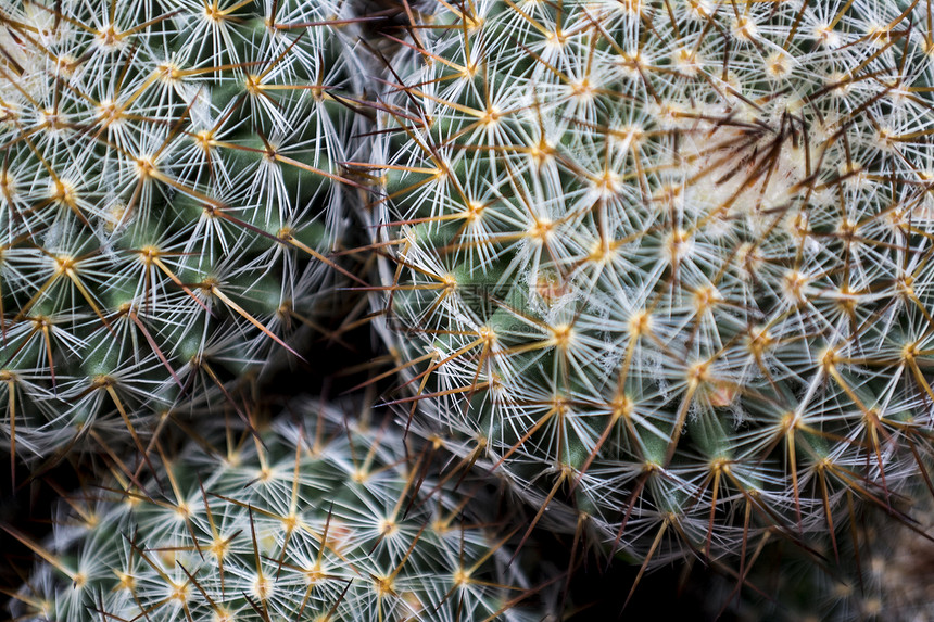 仙人掌花园尖刺异国植物热带生长植物学情调脊柱农业图片