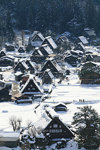 日本白川地村的景点茅草地标住宅建筑学白川村庄农场松树合掌建筑背景图片