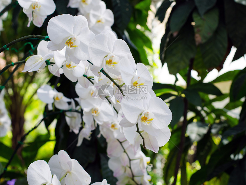 白兰花花庆典脆弱性异国叶子花园热带情调礼物公园植物图片