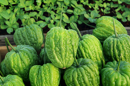 维拉戈阿蒂科苦瓜团体市场美食苦瓜葫芦收成水果蔬菜生长饮食背景