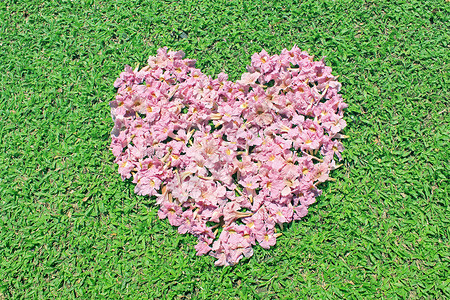 绿色草地上的粉红花心背景图片