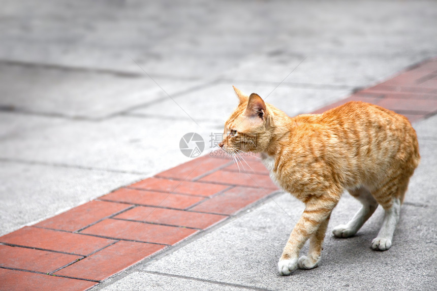 户外姜猫的侧边景色图片