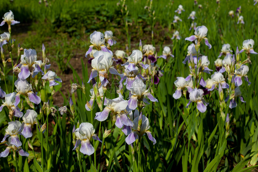 紫色月虹绿色花坛花园紫罗兰色植物群水平花期粉色植物植被图片