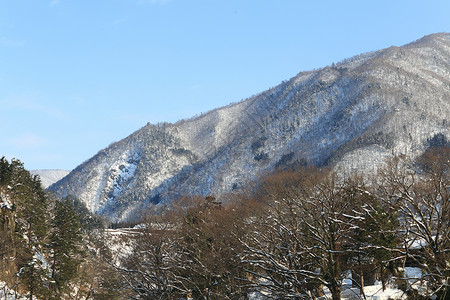 树丘陵雪寒冷的自然高清图片