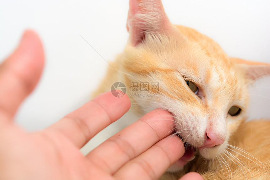 猫咬一只手图片
