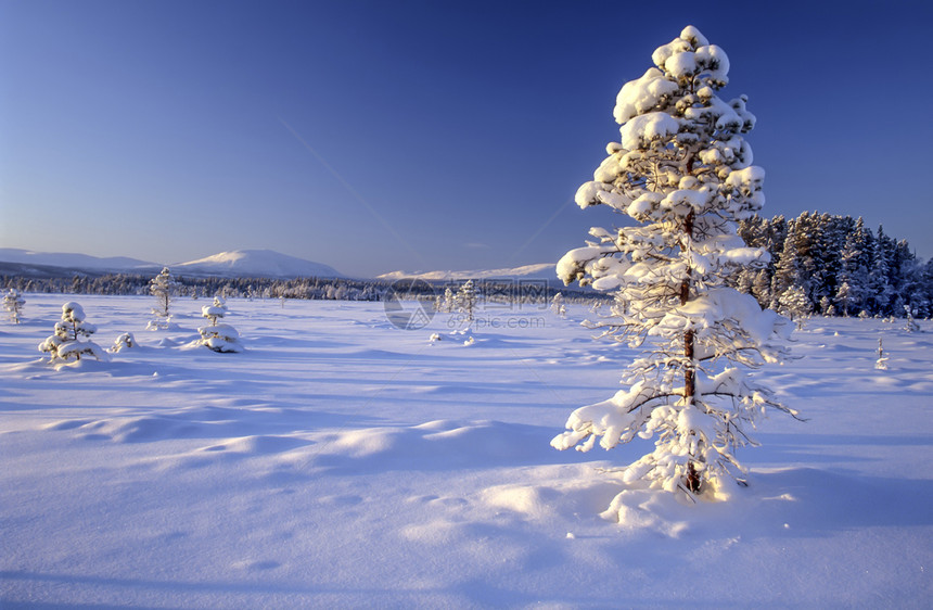雪树地平线气候场景农村空气冻结太阳风景孤独假期图片