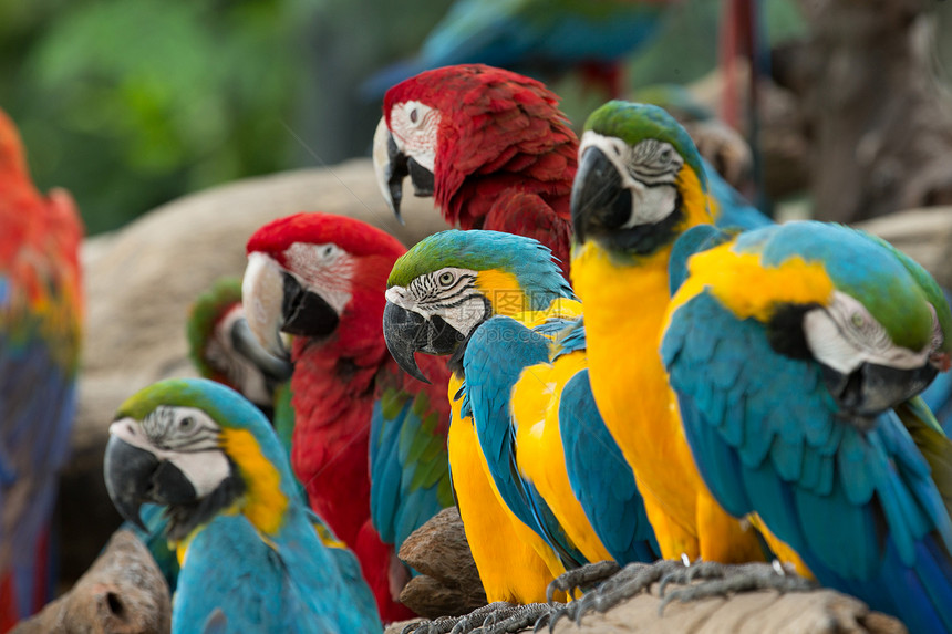 鹦鹉翅膀动物群野生动物金刚鹦鹉热带情调动物园栖息地羽毛眼睛图片